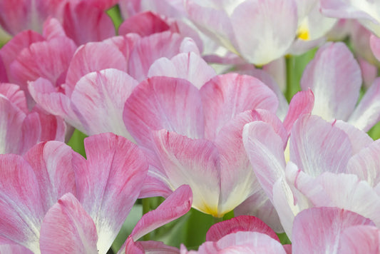Bulbes de fleurs Non-Traité Tulipe  Flaming Purissima calibre 12/+ (1006200)