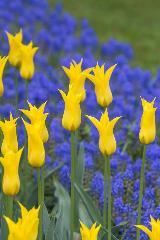 Bulbes de fleurs Non-Traité Tulipe  Flashback calibre 12/+ (1006400)