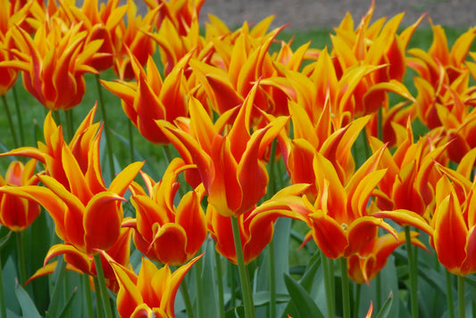 Untreated Tulip Fly Away flower bulbs size 12/+ (1006500) for individuals