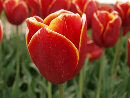 Bulbes de fleurs Non-Traité Tulipe  Flying Dragon® calibre 12/+ (1037100)
