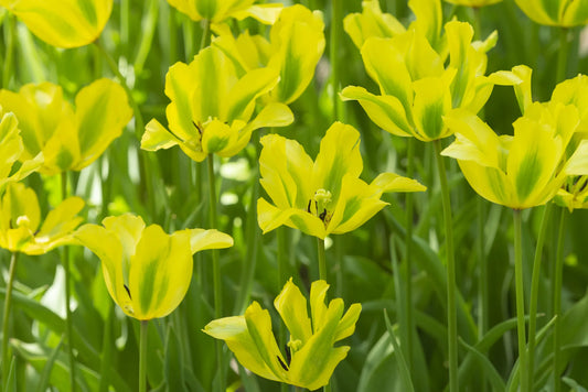 Untreated Tulip Formosa flower bulbs size 12/+ (1023700) for individuals