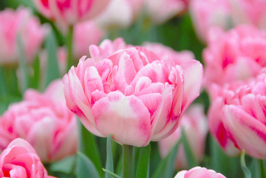 Bulbes de fleurs Non-Traité Tulipe  Foxtrot® calibre 12/+ (1006700)