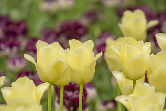 Bulbes de fleurs Non-Traité Tulipe  Friendship 1998® calibre 12/+ (1035800)