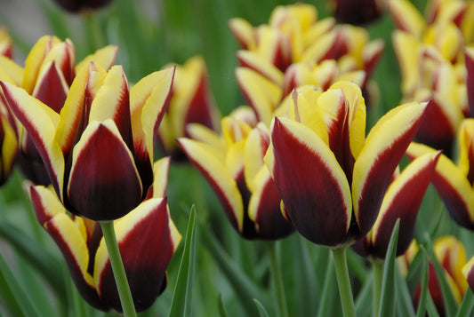 Bulbes de fleurs Non-Traité Tulipe  Gavota calibre 12/+ (1006900)