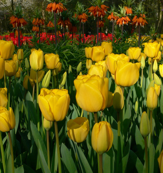 Bulbes de fleurs Non-Traité Tulipe  Golden Apeldoorn calibre 12/+ (1020800)
