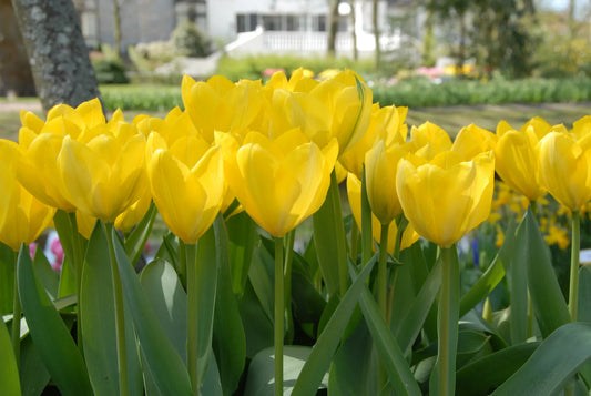 Bulbes de fleurs Non-Traité Tulipe  Golden Purissima calibre 12/+ (1007100)