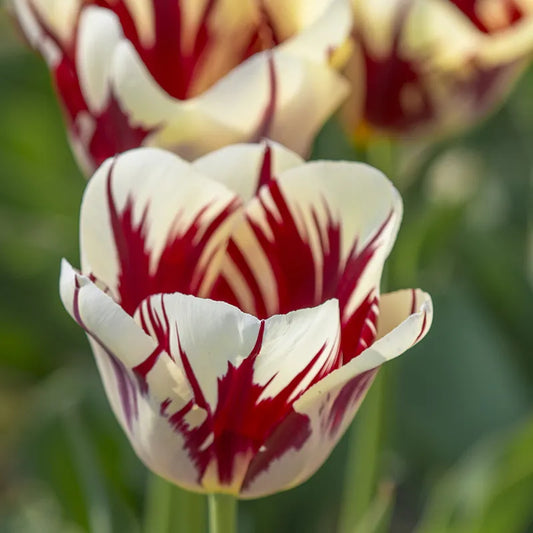 Bulbes de fleurs Non-Traité Tulipe  Grand Perfection® calibre 12/+ (1007200)