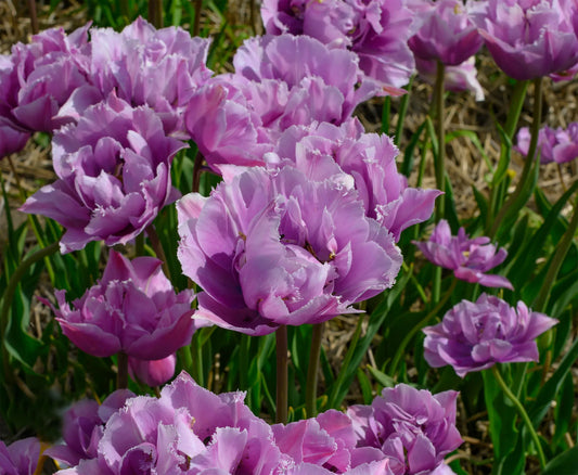 Untreated Tulip Great Barrier Reef flower bulbs size 12/+ (1051000) for individuals