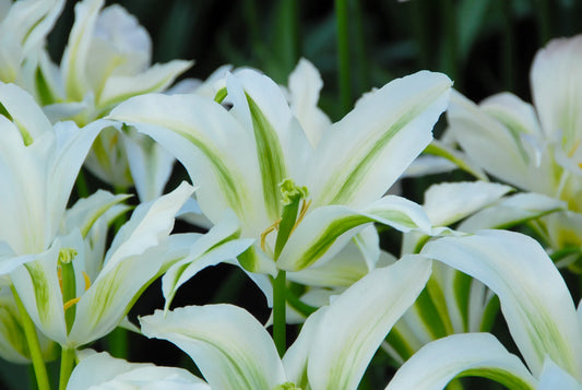 Bulbes de fleurs Non-Traité Tulipe  Greenstar® calibre 12/+ (1007300)