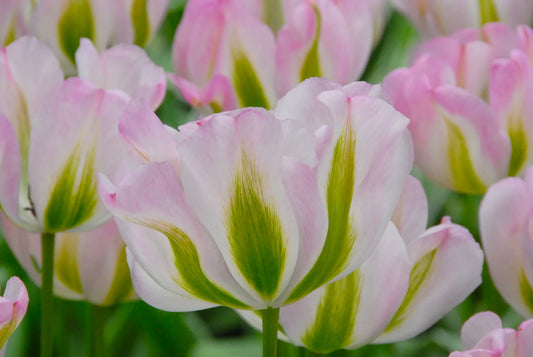 Untreated Greenland Tulip flower bulbs size 12/+ (1007400) for individuals