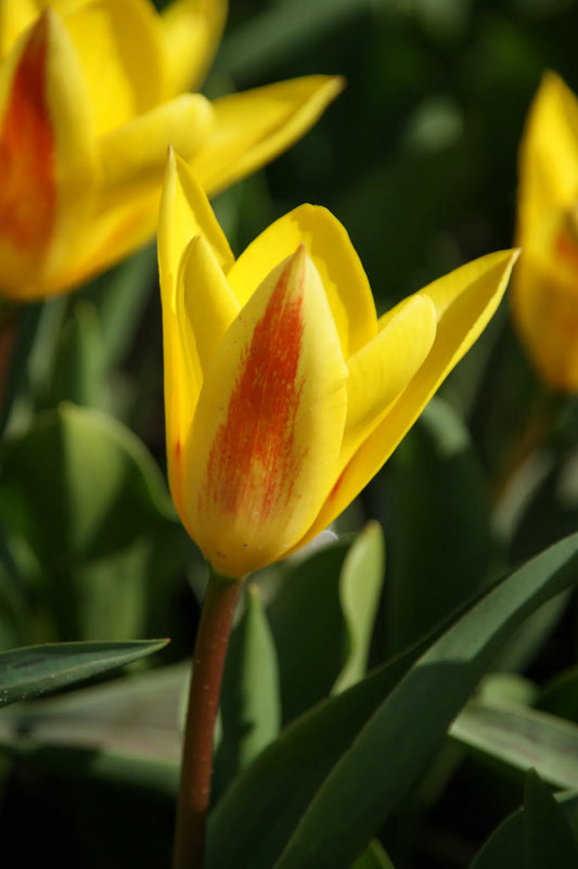 Bulbes de fleurs Non-Traité Tulipe  Giuseppe Verdi calibre 12/+ (1043900)