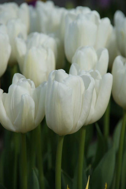 Bulbes de fleurs Non-Traité Tulipe  Hakuun® calibre 12/+ (1007500)