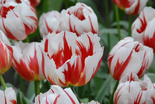 Bulbes de fleurs Non-Traité Tulipe  Happy Generation calibre 12/+ (1007600)