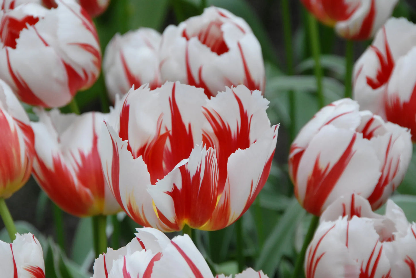 Untreated flower bulbs Tulip Happy Generation size 12/+ (1007600) for individuals