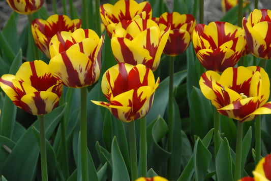 Bulbes de fleurs Non-Traité Tulipe  Helmar calibre 12/+ (1035900)