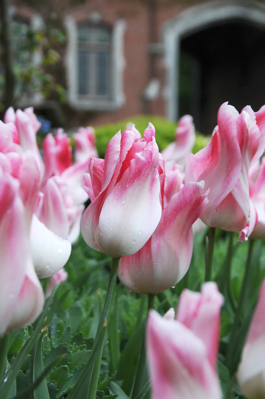 Bulbes de fleurs Non-Traité Tulipe  Holland Chic® calibre 12/+ (1021600)