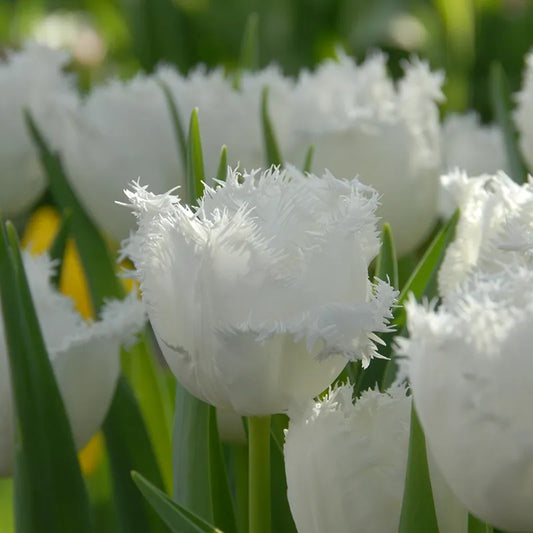 Bulbes de fleurs Non-Traité Tulipe  Honeymoon® calibre 12/+ (1007900)