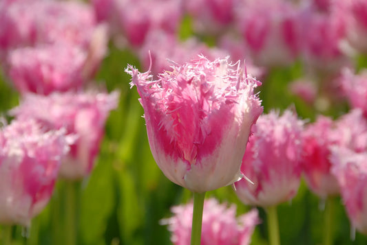 Bulbes de fleurs Non-Traité Tulipe  Huis ten Bosch® calibre 12/+ (1034800)