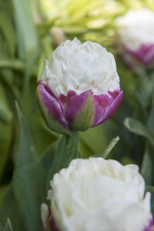 Bulbes de fleurs Non-Traité Tulipe  Ice Cream® calibre 11/12 (1028500)