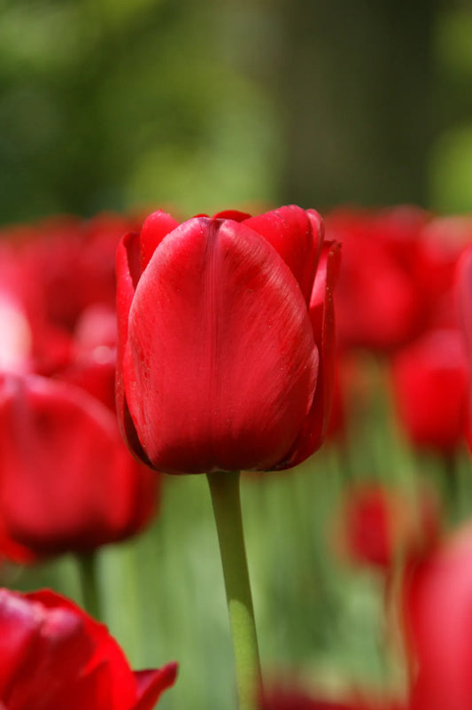 Bulbes de fleurs Non-Traité Tulipe  Ile de France calibre 12/+ (1027300)