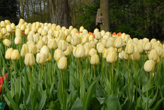 Bulbes de fleurs Non-Traité Tulipe  Ivory Floradale calibre 12/+ (1008600)