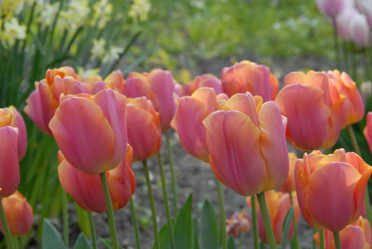 Bulbes de fleurs Non-Traité Tulipe  Jimmy calibre 12/+ (1043500)