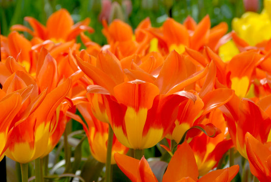 Bulbes de fleurs Non-Traité Tulipe  Juan calibre 12/+ (1008900)