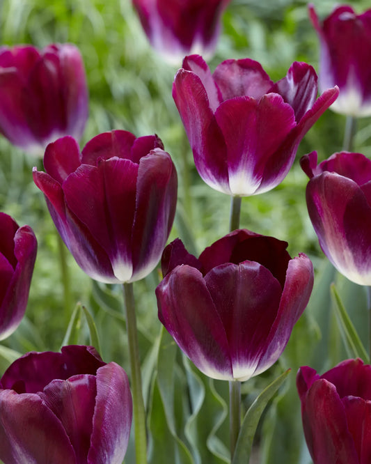 Bulbes de fleurs Non-Traité Tulipe  Kansas Proud calibre 12/+ (1040000)