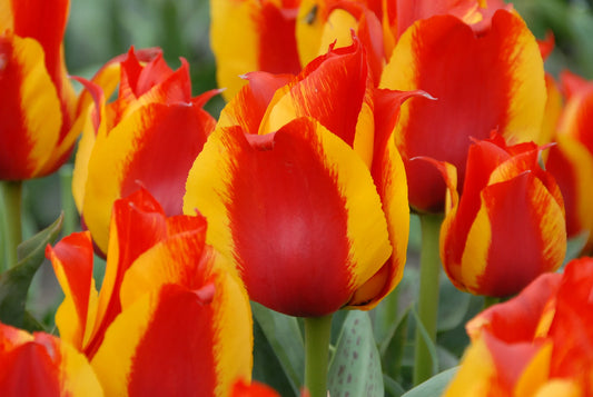 Bulbes de fleurs Non-Traité Tulipe  Kiev calibre 12/+ (1035200)
