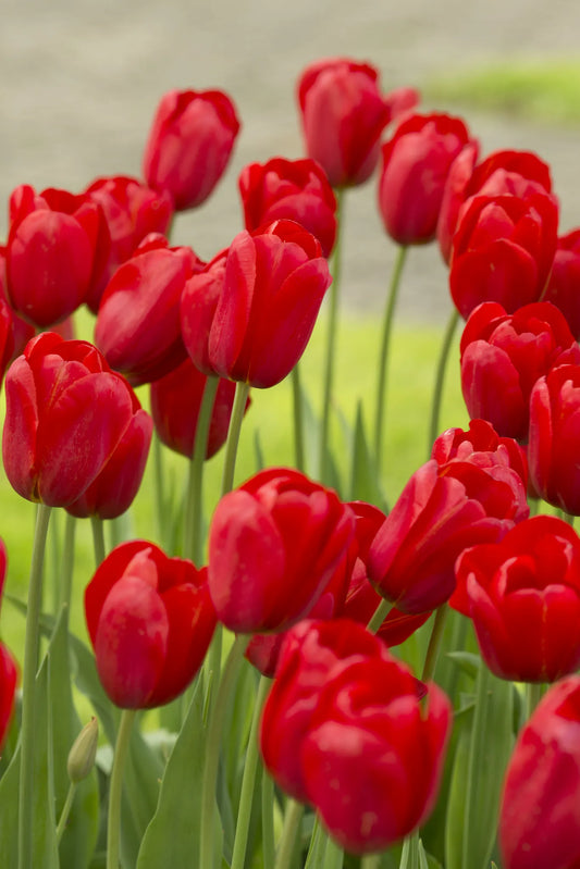 Bulbes de fleurs Non-Traité Tulipe  Kingsblood calibre 12/+ (1009000)