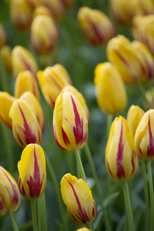 Bulbes de fleurs Non-Traité Tulipe  La Courtine calibre 12/+ (1018300)