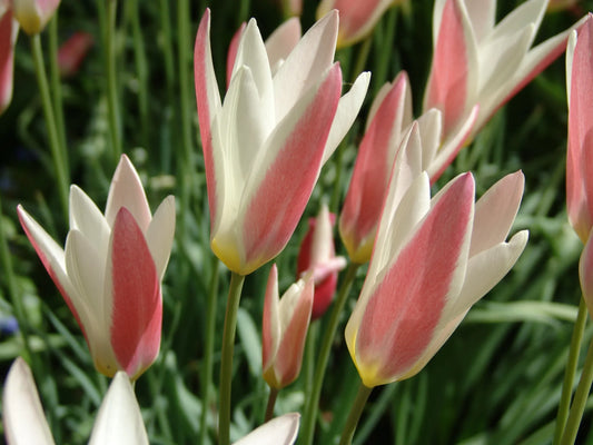 Bulbes de fleurs Non-Traité Tulipe  Lady Jane calibre 6/+ (1025800)