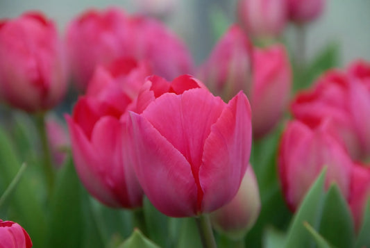 Bulbes de fleurs Non-Traité Tulipe  Lady van Eijk® calibre 12/+ (1009100)