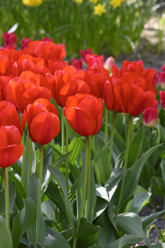 Bulbes de fleurs Non-Traité Tulipe  Lalibela calibre 12/+ (1054600)