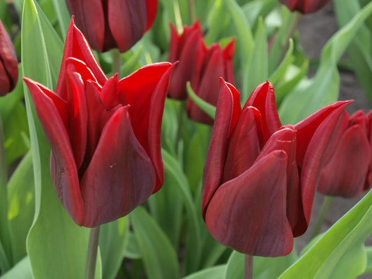Bulbes de fleurs Non-Traité Tulipe  Lasting Love calibre 12/+ (1025900)