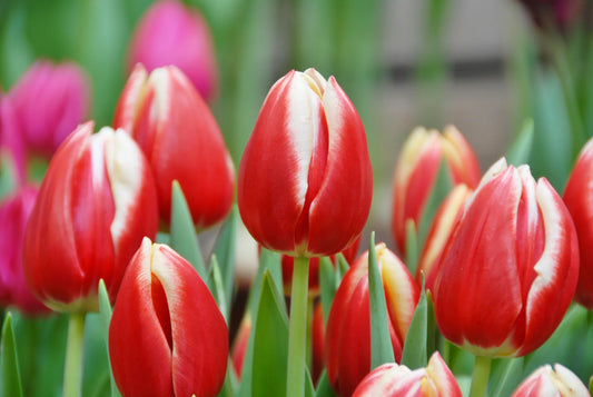 Bulbes de fleurs Non-Traité Tulipe  Leen van der Mark calibre 12/+ (1009200)