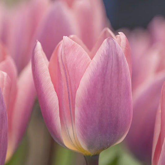 Bulbes de fleurs Non-Traité Tulipe  Light and Dreamy calibre 12/+ (1009300)