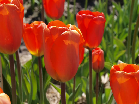 Bulbes de fleurs Non-Traité Tulipe  Lighting Sun calibre 12/+ (1031300)