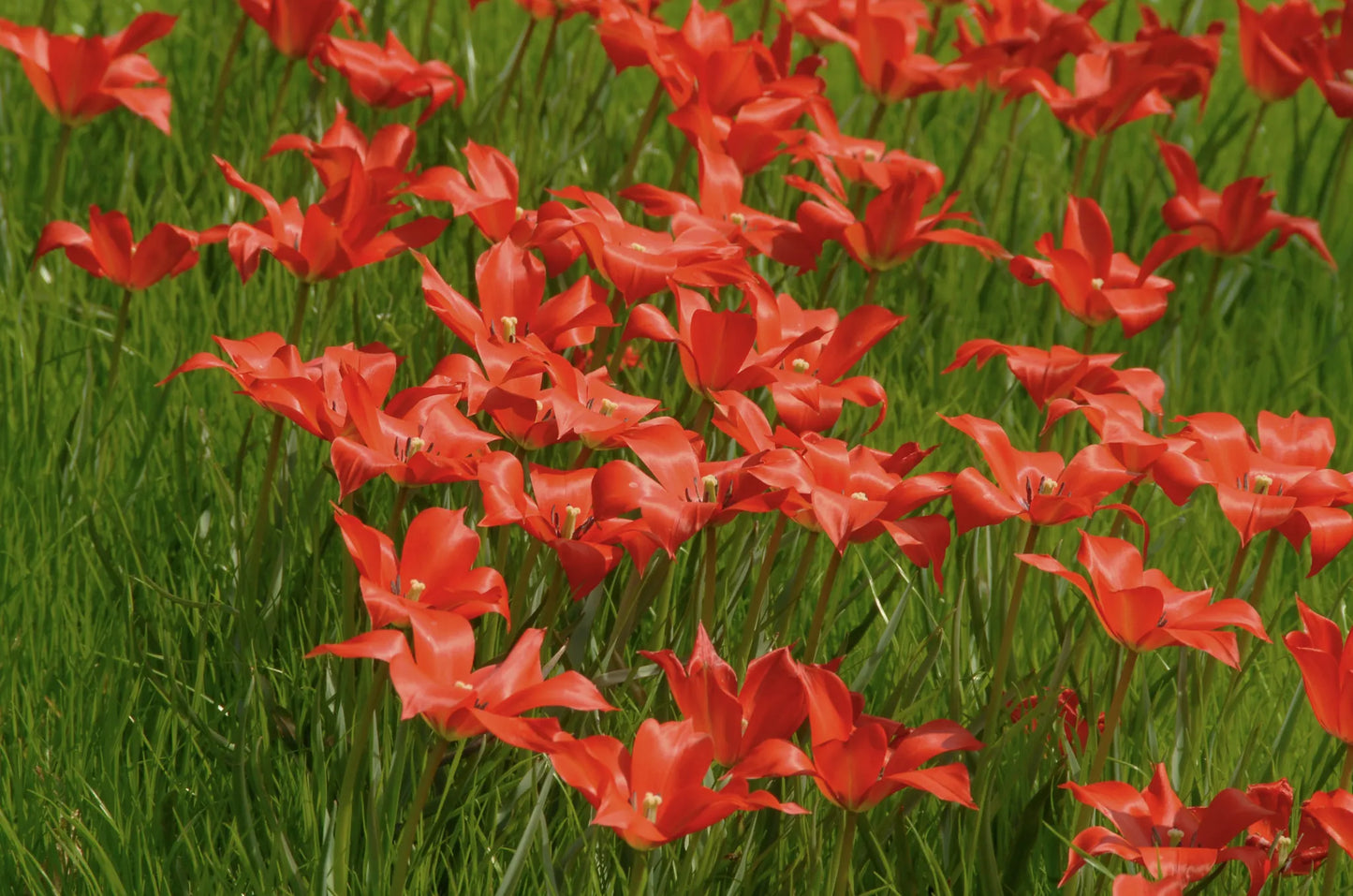 Untreated flower bulbs Tulip linifolia size 5/+ (1009400) for individuals
