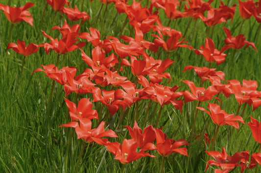 Untreated flower bulbs Tulip linifolia size 5/+ (1009400) for individuals