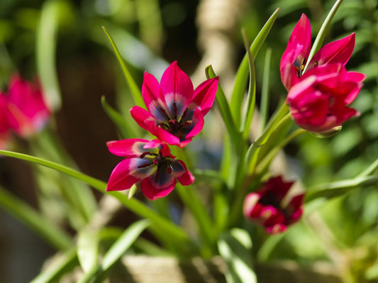 Bulbes de fleurs Non-Traité Tulipe  Little Beauty calibre 5/+ (1033300)