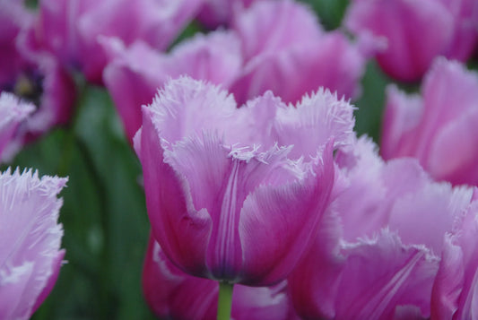 Untreated flower bulbs Tulip Louvre size 12/+ (1034900) for individuals