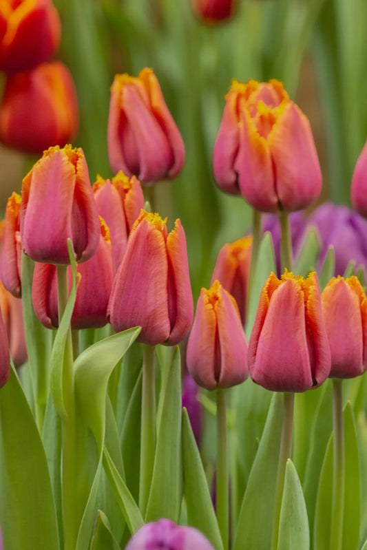 Bulbes de fleurs Non-Traité Tulipe  Louvre Orange calibre 12/+ (1042200)