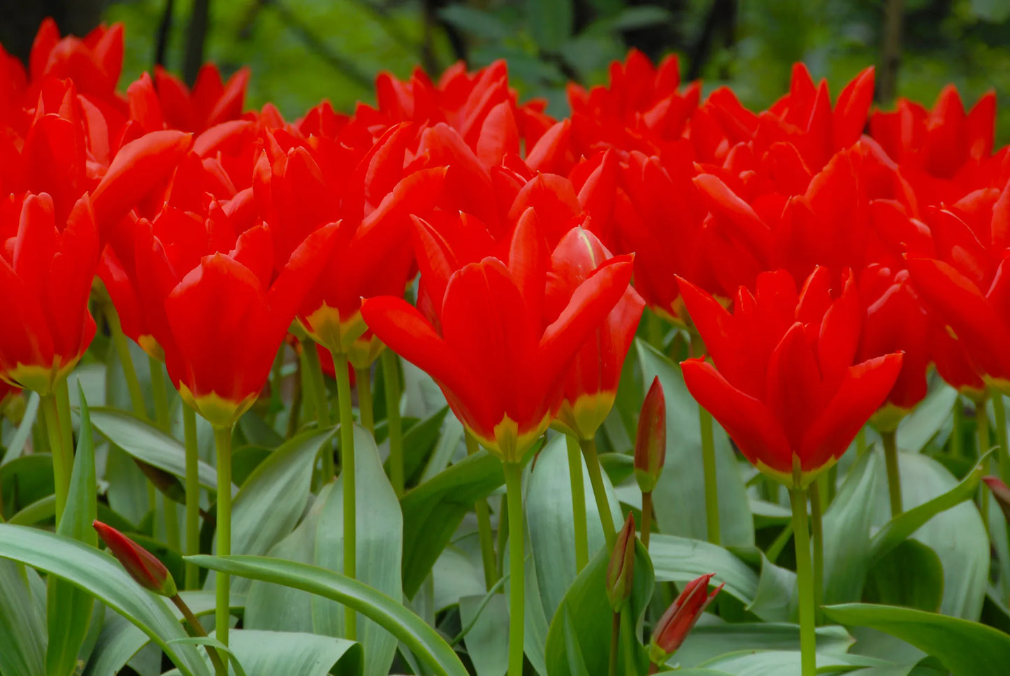 Bulbes de fleurs Non-Traité Tulipe  Madame Lefeber calibre 12/+ (1009500)