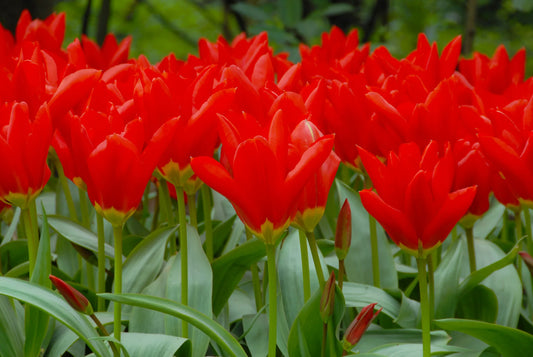 Bulbes de fleurs Non-Traité Tulipe  Madame Lefeber calibre 12/+ (1009500)