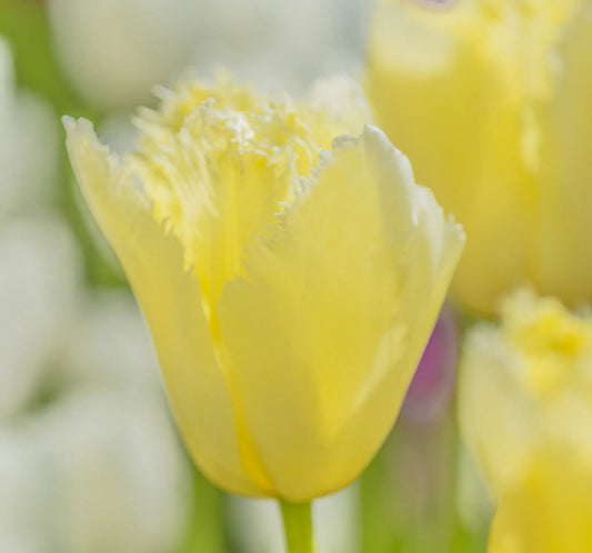 Bulbes de fleurs Non-Traité Tulipe  Maja calibre 12/+ (1009700)