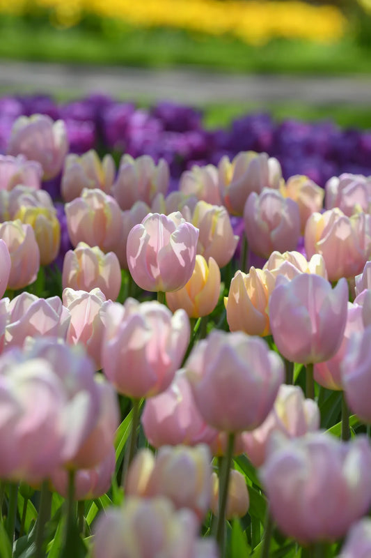 Bulbes de fleurs Non-Traité Tulipe  Mango Charm® calibre 12/+ (1051600)