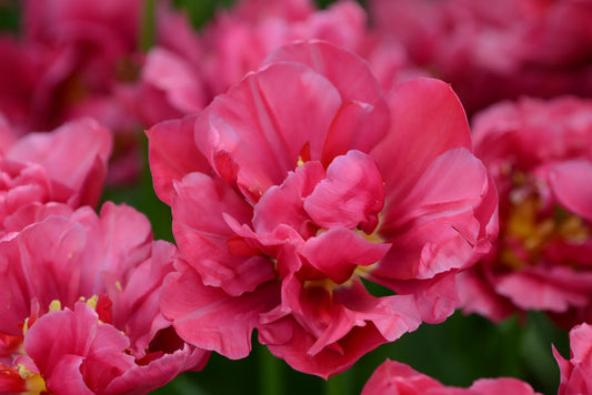 Bulbes de fleurs Non-Traité Tulipe  Margarita calibre 12/+ (1009800)