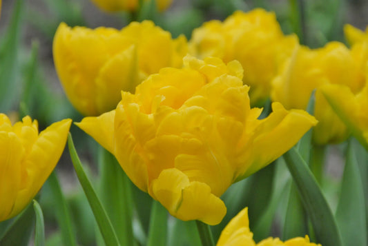 Bulbes de fleurs Non-Traité Tulipe  Marie Jo® calibre 12/+ (1050700)