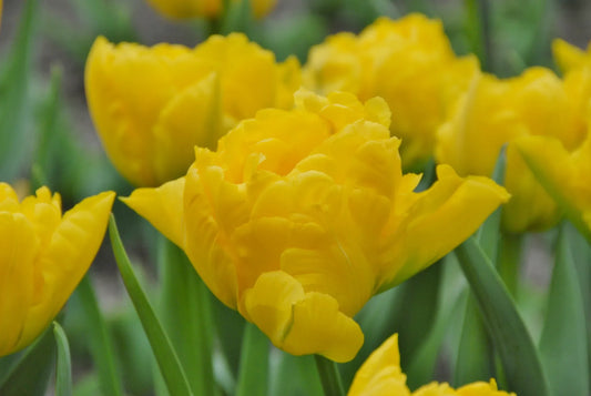Untreated Tulip Marie Jo® flower bulbs size 12/+ (1050700) for individuals